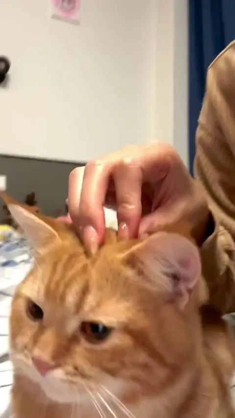 This guy loves it when i stay at home