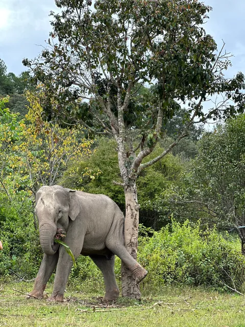 5 Days in Chiang Mai reflection. Slower Pace + Crisp Air + omg Khao Soi (curry noodle soup)