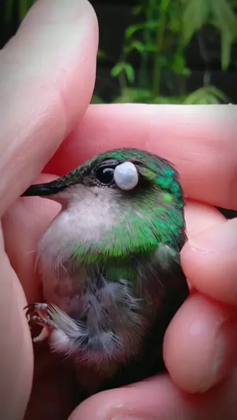 Removing a tick from a hummingbird’s eye