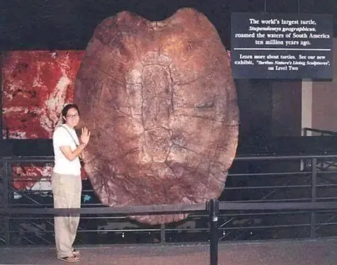 10 million years ago, turtles could eat you with a single bite. the world’s largest turtle that roamed South America 10 million years ago - the Stupendemys Geographicus