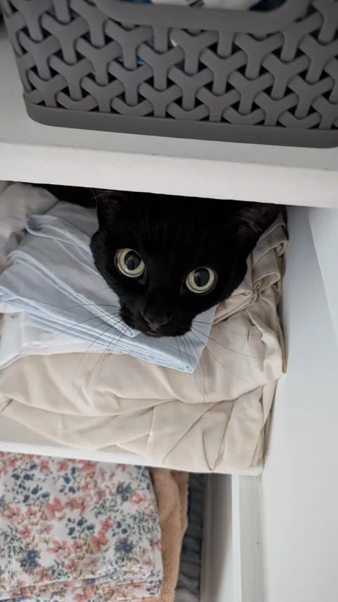 The guilty look of a kitty caught in a closet she's not supposed to be in 👀