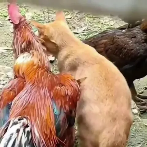 When your best friend is a rooster