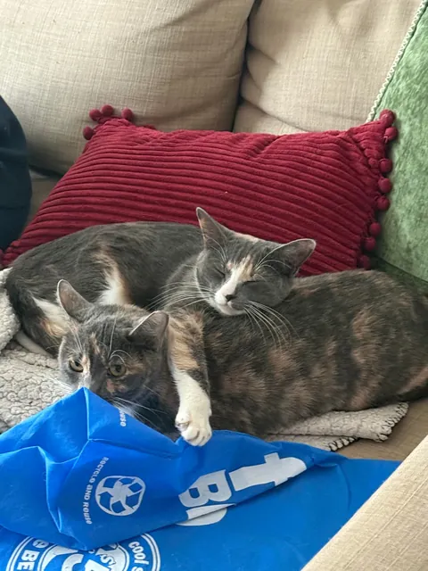 first time cat owner, adopted bonded sisters- so glad I did !