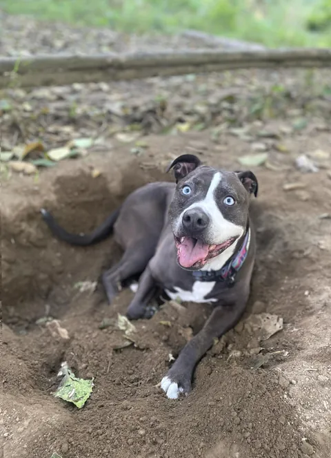 Have you ever seen a Pitty so pretty?!