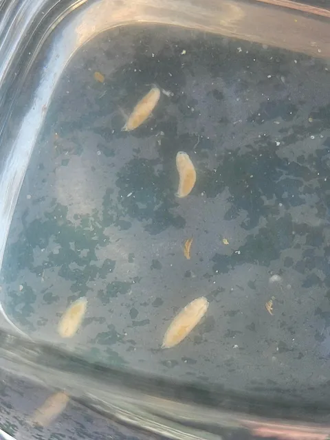 Update to the matis situation!!