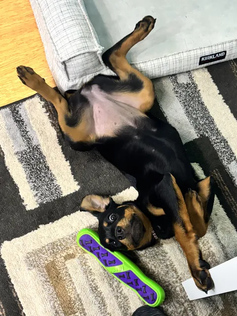 What do you mean someone was biting your desk?