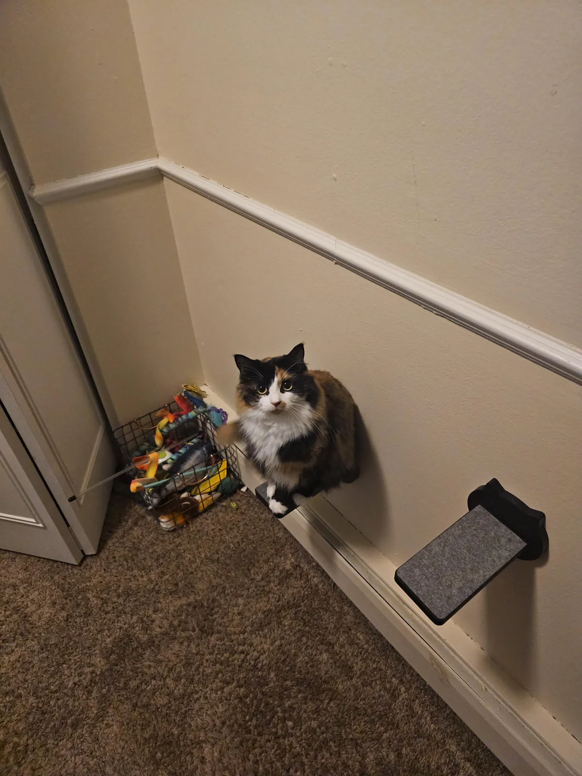 I installed stairs and a window perch..... Bug did not understand the concept.