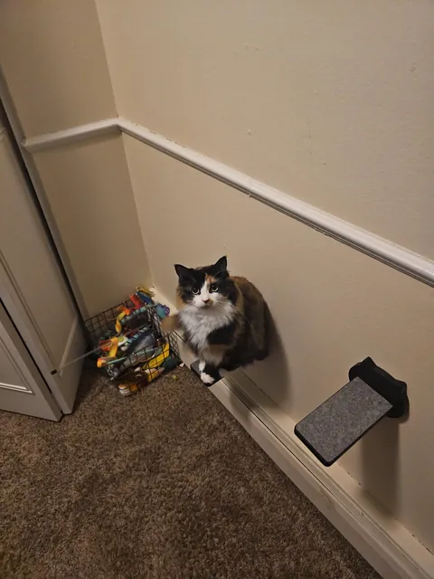 I installed stairs and a window perch..... Bug did not understand the concept.