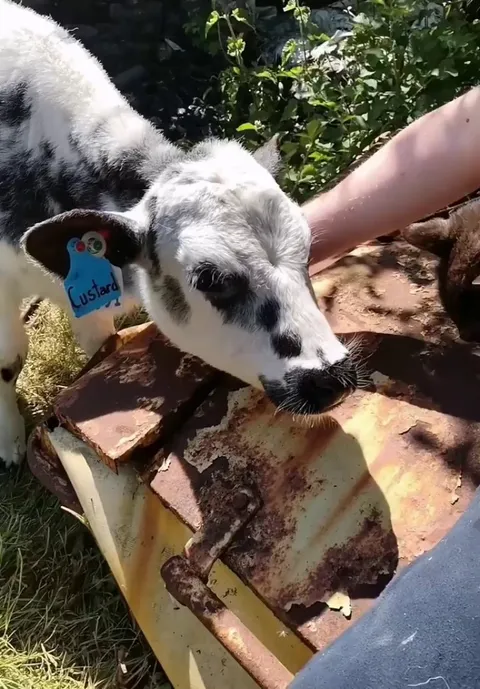Smokey likes getting attention from calves!