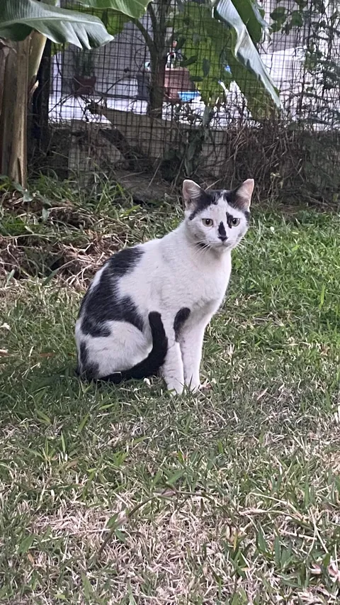 This cat broke into my house, slept in my bed and ate my cat’s food