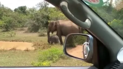 Elephant mom kicks a crocodile out of her pool