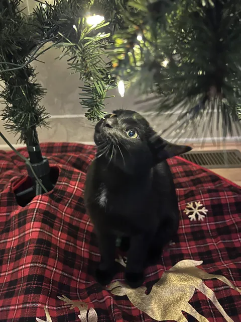 Magic of Christmas through your baby’s eyes