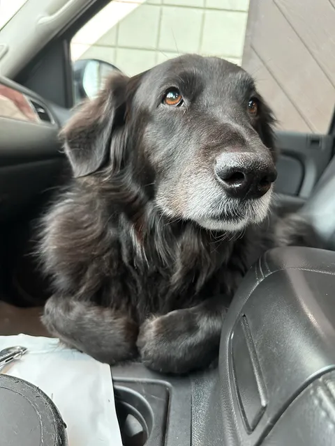 The rarest form of pupper, the dogloaf