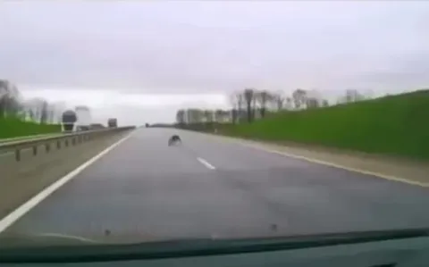 No animals were harmed.