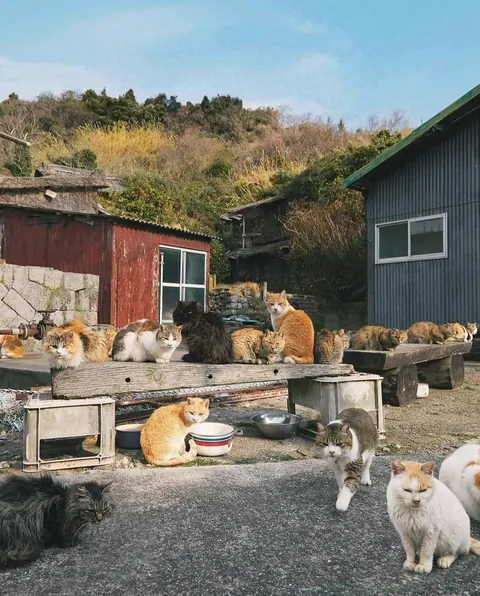 Cat island in japan, give it a scroll!