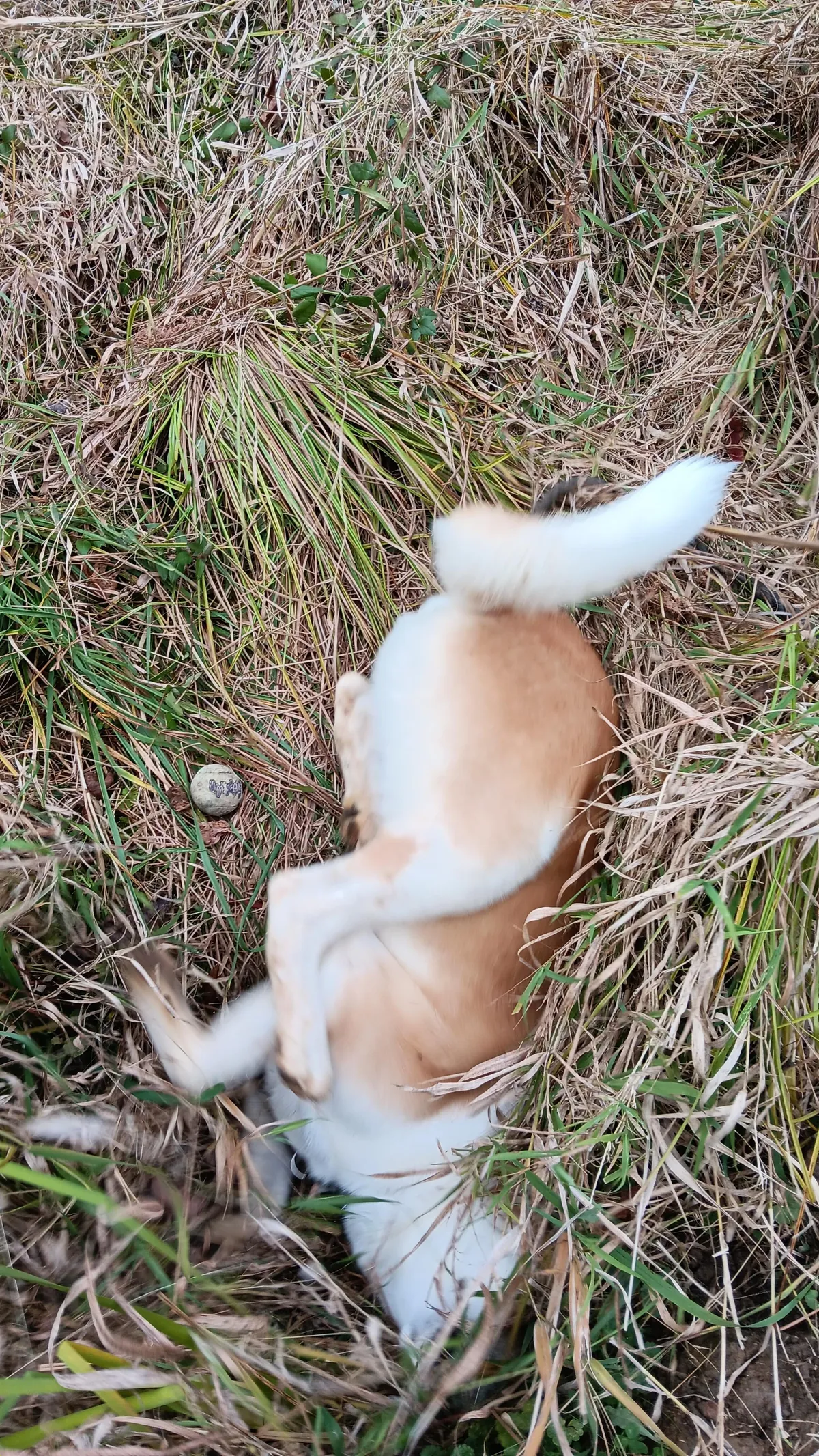 [OC]He saved the ball ...but couldn't save himself.