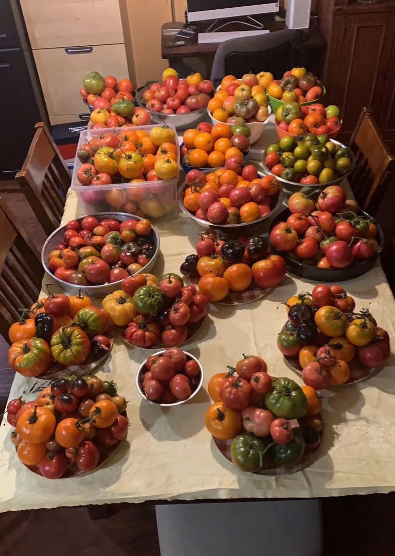 Too… Many… Tomatoes…