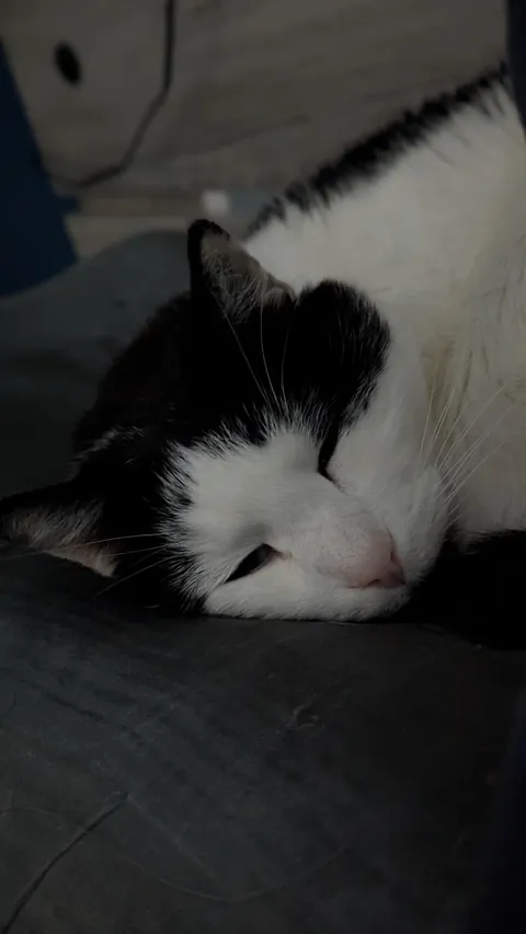 Rest easy my sweet prince