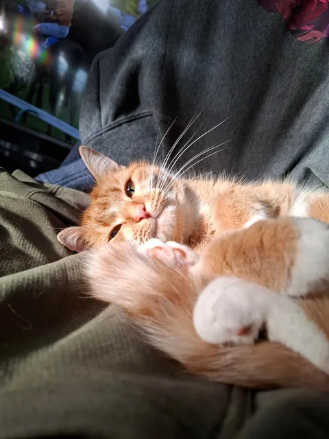 No brain in her head, just :3