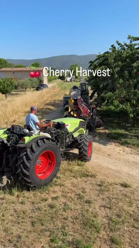 This is a process of harvesting cherries.