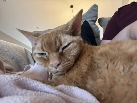 My aunties 17 year old sphinx that ended up growing hair.