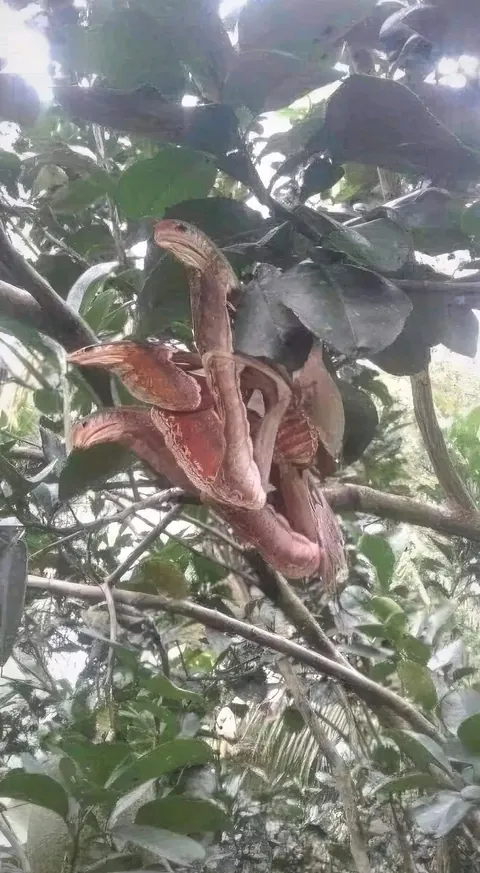 Attacus Atlas, the amazing butterfly disguised as a snake and is considered the largest butterfly in the world.