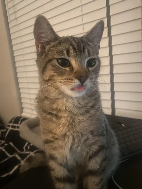 Why do cats do this 😭