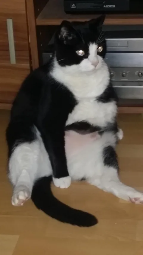 (OC) My cat was overweight and had bladder stones. I put him on diet and he's finally healthy again.