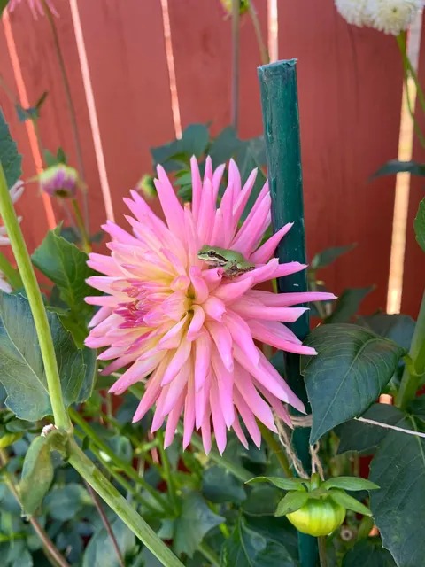 These silly guys have been a highlight of my summer 🐸