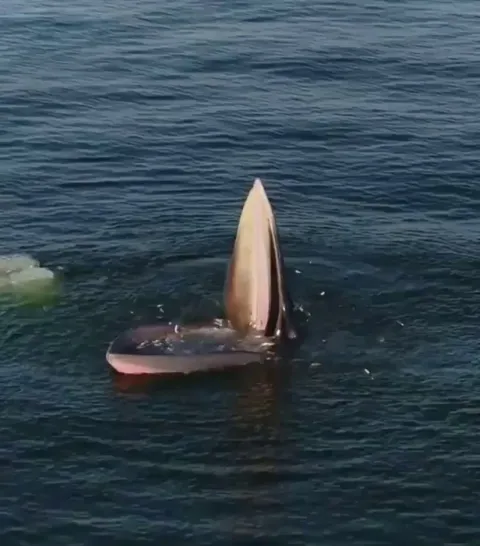 🔥 An Eden's Whale trap feeding in the gulf of Thailand