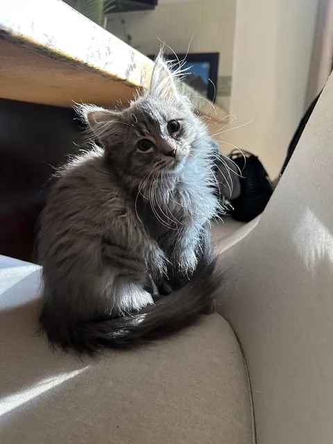 our new kitten, Zuppa🥰