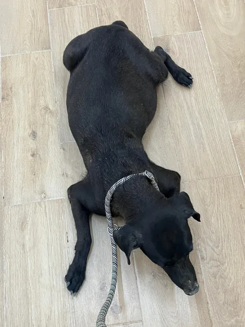 Found a pregnant street dog yesterday, she’s now in labor at 3 am.