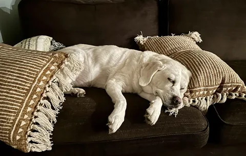 My sweet grandma Ada, 13 1/2 years young