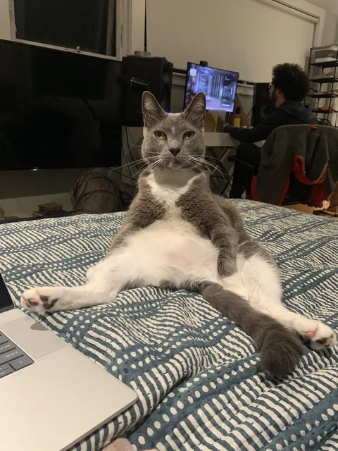 PsBattle: Cheez the cat