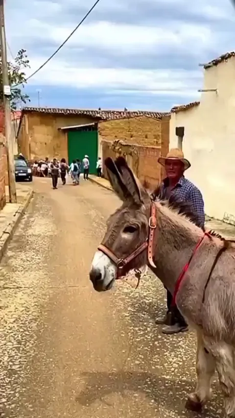 Donkey mistakes street art for its own kind and stops to interact with it