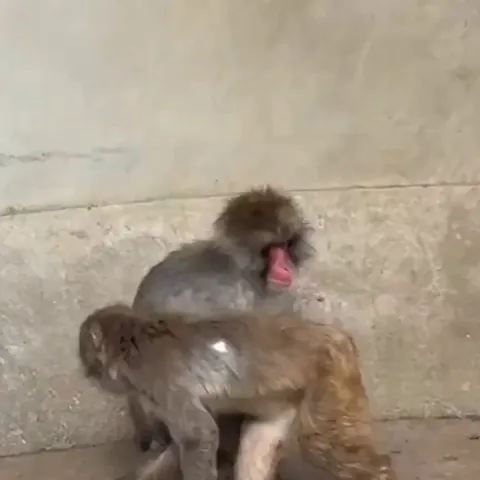 Baby punch getting the love he deserves