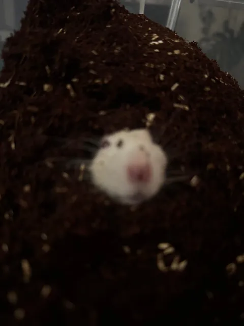 Discovered what little Martin wants. It’s to be completely covered with dirt.