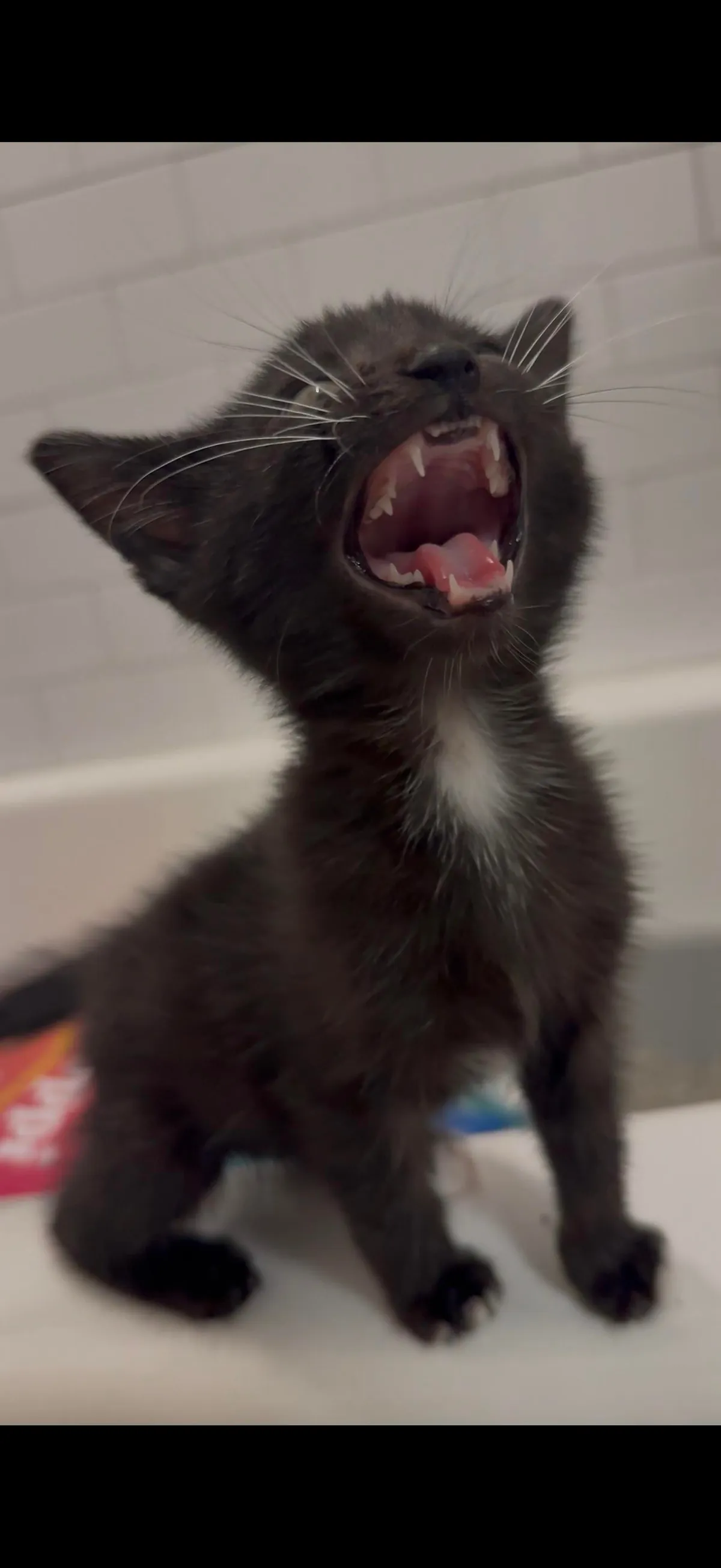 Michael was found in a truck engine and was lured out with tuna