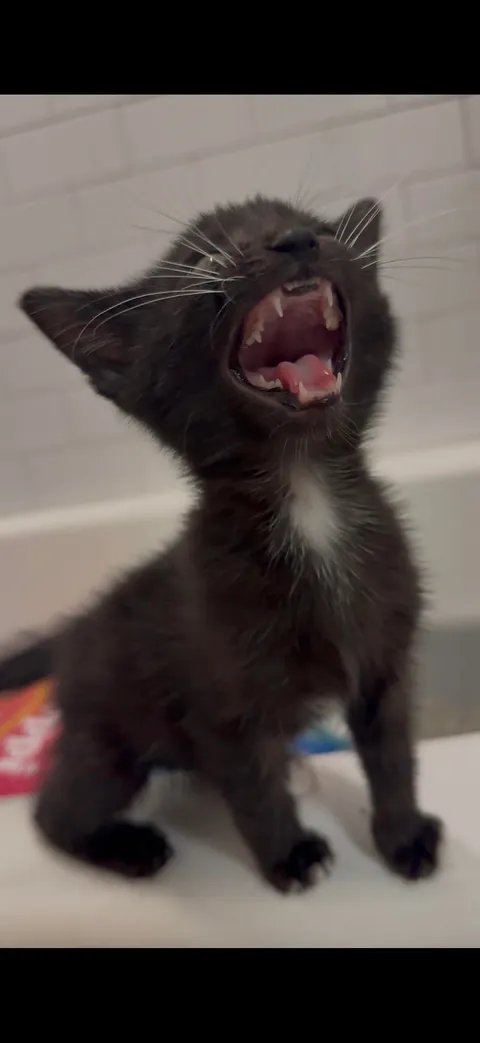 Michael was found in a truck engine and was lured out with tuna