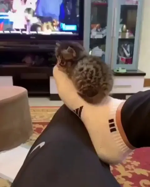 Toe Warmer