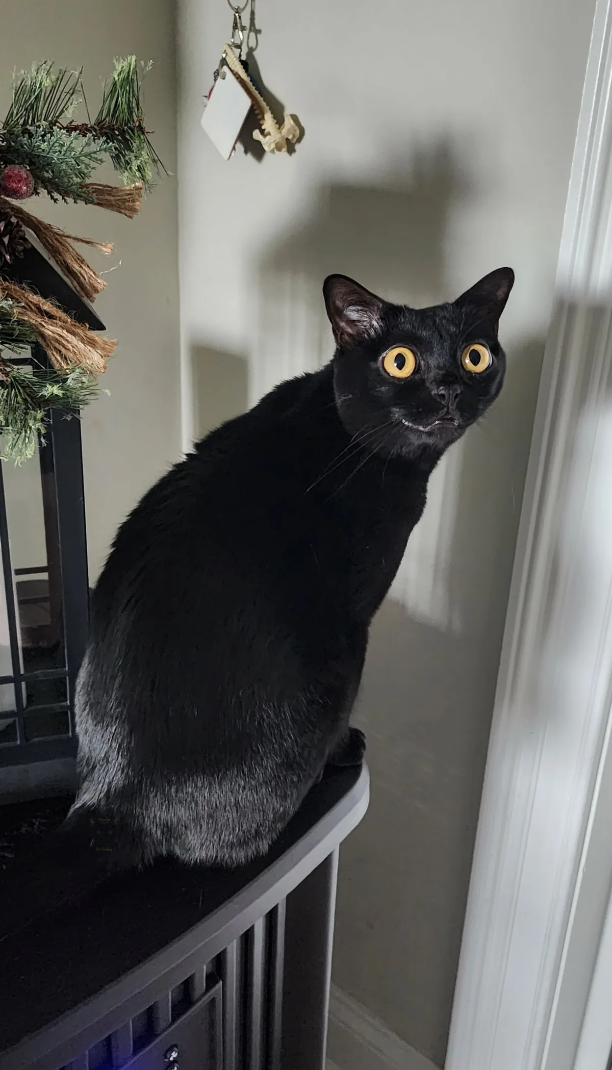 Claudia purrsuading me not to leave