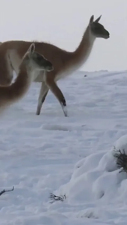 🔥 Puma goes beast mode on the much larger guanaco, which puts up a spirited fight