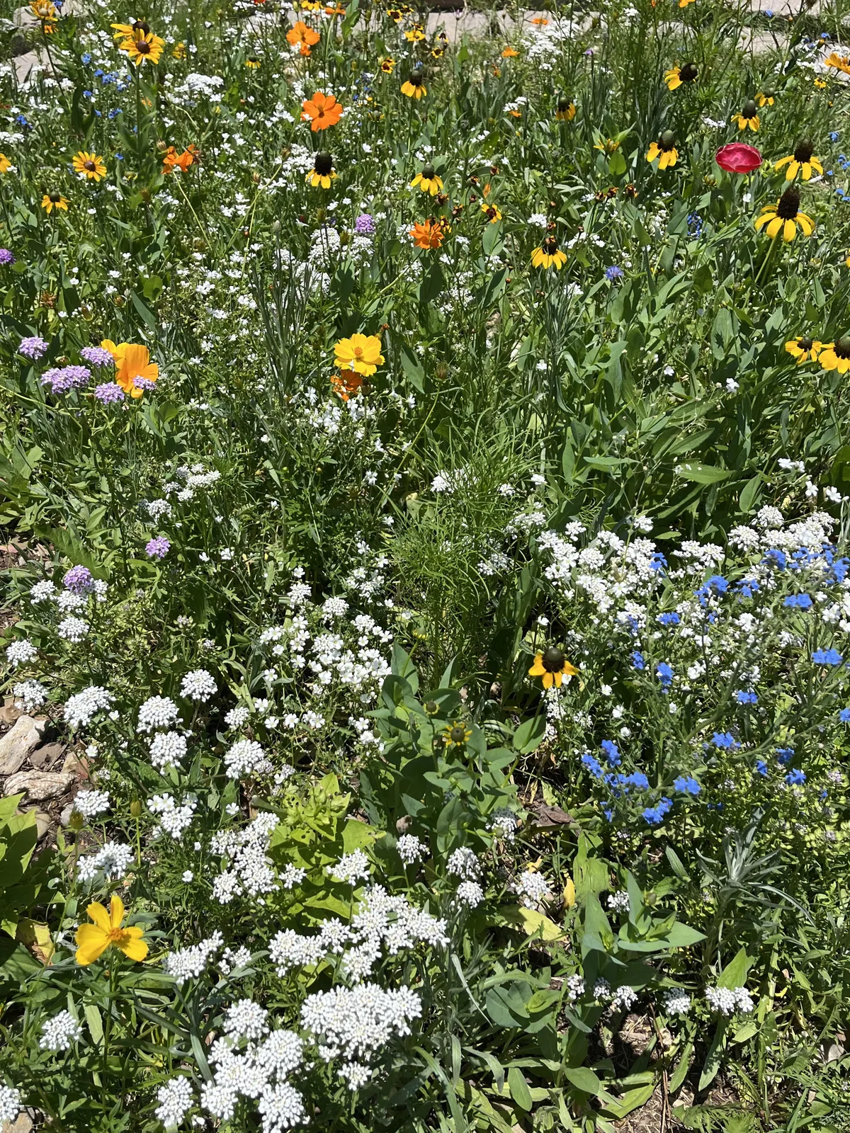 Home Depot’s $20 wildflower mix is worth it!