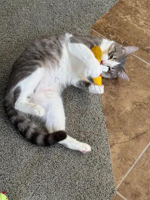 My husband and I adopted our first ever cat yesterday and we’re obsessed with him already!