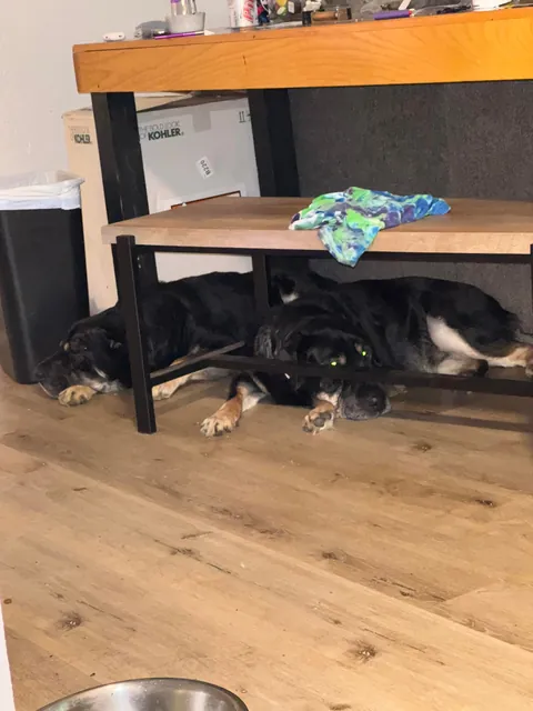 Came across a dog who was in the shelter, turns out it's my dog’s sister! Now they are inseparable! (Swipe!)(OC)