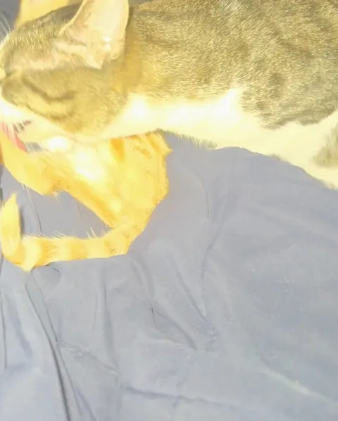 My 1 year old adult cat has finally accepted my new kitten!