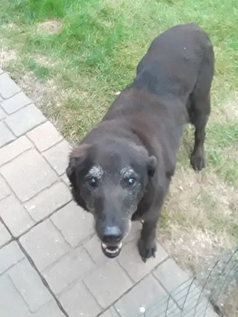 HAPPY BIRTHDAY! to my good girl that turned 17 today