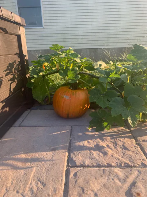 Pumpkin randomly grew in grass and is almost ready to harvest. Is there a way to preserve it until October? 
