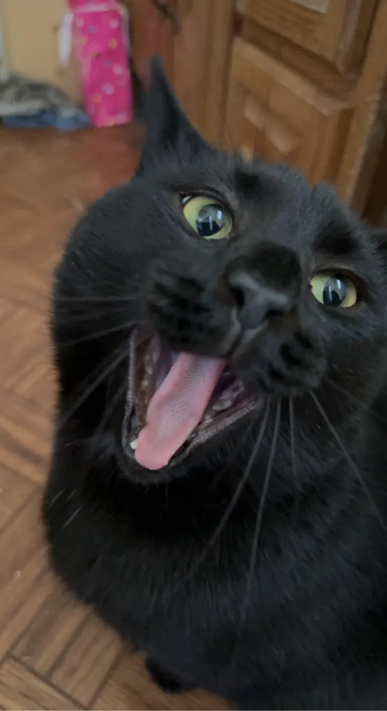 I lost my sweet void this morning unexpectedly at only five years old. He was with me through everything. Could someone show me some other voids who crossed over so I know he’s not alone?