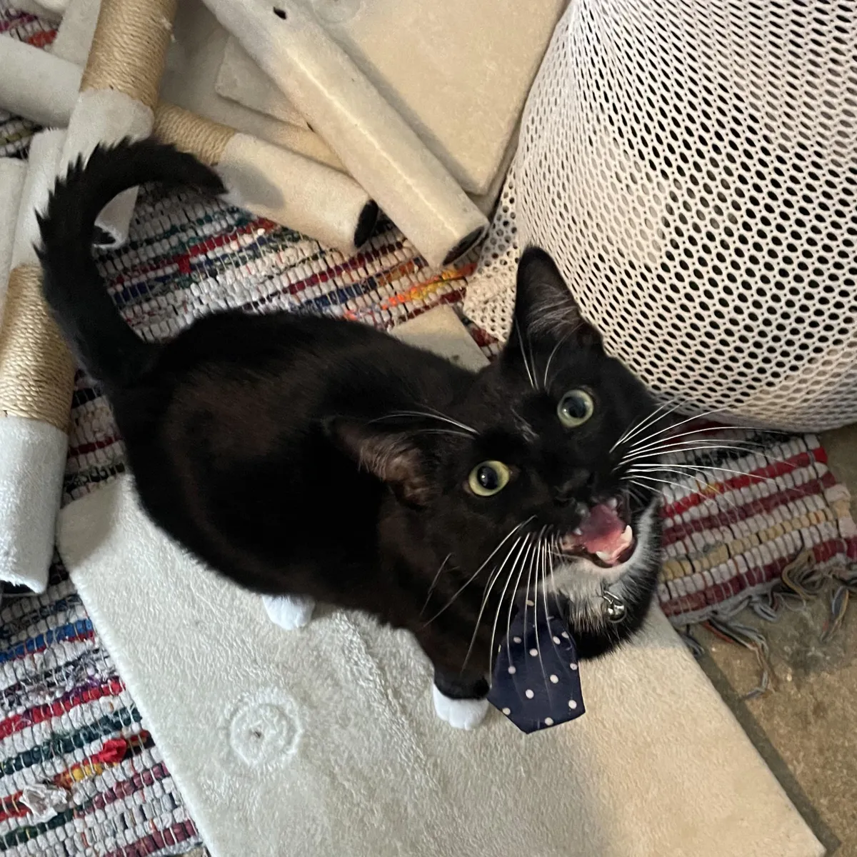 What’s the sweetest thing your cat has ever done for you?